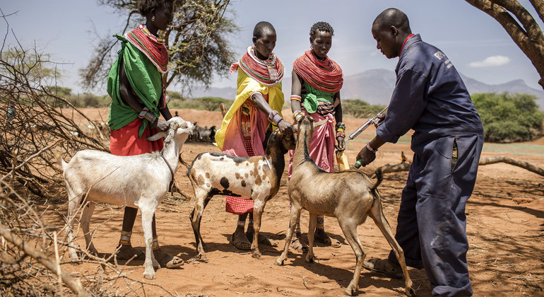 UN reports major progress towards eradicating sheep and goat plague | UN News – SDGs