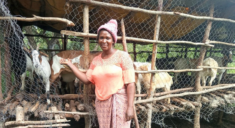 FROM THE FIELD: The goats helping Zambians to reach economic independence | UN News – SDGs