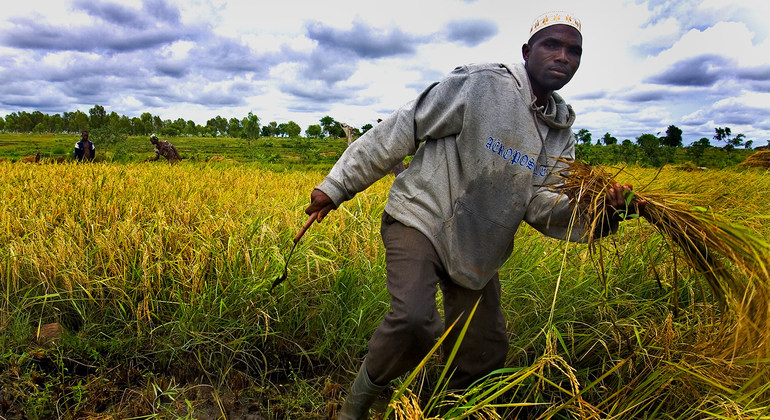 Food systems transformation a ‘silver lining’ in COVID crisis: UN deputy chief | UN News – SDGs