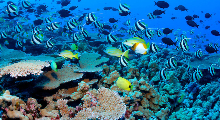Decade of climate breakdown saw 14 per cent of coral reefs vanish | UN News – SDGs